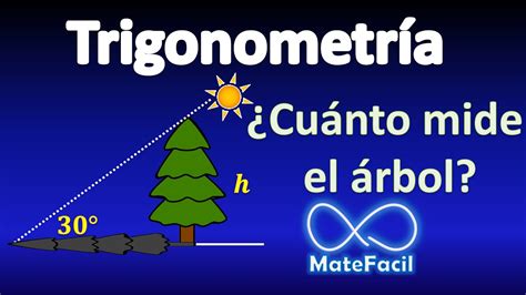 Guía completa para calcular la altura de un árbol que proyecta una