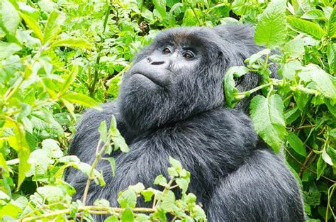 FAQs About Mountain Gorillas | gorillas frequently asked questions