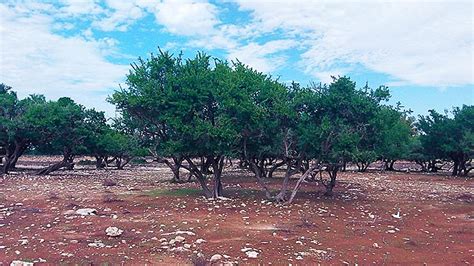 Argan Tree: History Of The Genuine Argania Spinosa