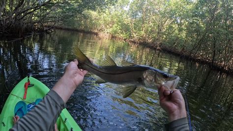 How To Catch Snook And Snapper On Lures In Miami Kayak Fishing YouTube