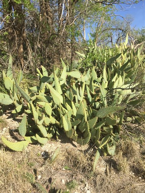 Texas Prickly Pear Cactus Of Metro Phoenix April 2021 Ecoquest Guide