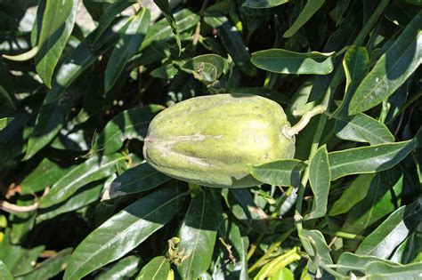 Araujia Sericifera Fruit Nc1 Climber With Twining Stems To Flickr