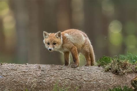 70+ Cute Baby Foxes to Brighten Your Day (With Pictures)