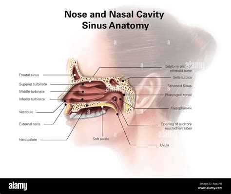 Sphenoid Sinus Anatomy