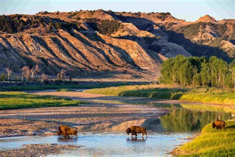 Secret Bison Wallows In Theodore Roosevelt National Park | TouristSecrets