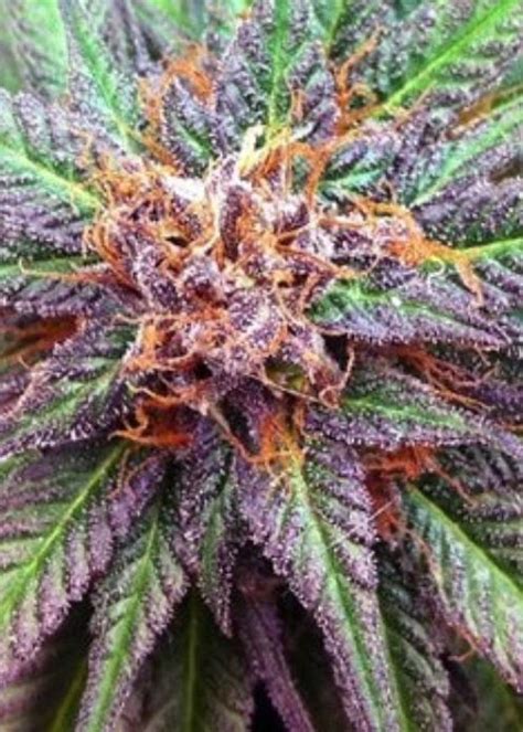 Forum Runtz Cake Auto Strain Info Forum Runtz Cake Auto Weed By