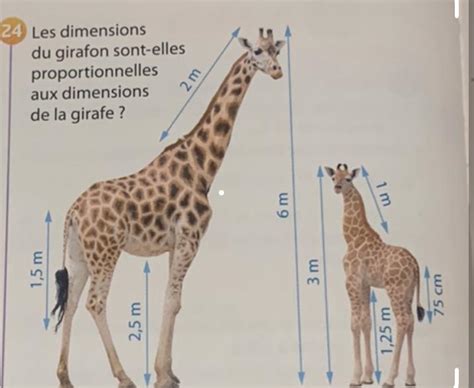 24 Les Dimensions Du Girafon Sont Elles Proportionnelles Aux Dimensions