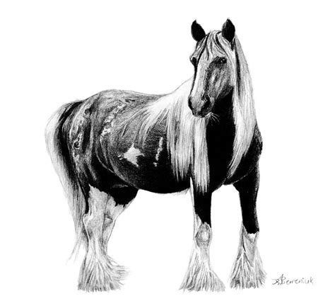 Draft Horse Sketch