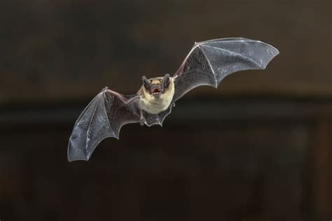 Bat echolocation activities | Bat Control