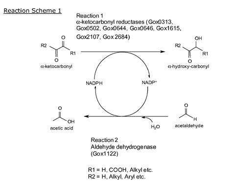 Benzaldehyde Dehydrogenase (NADP+)