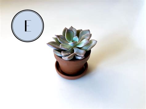 Mini Succulents in Pots Live Plants Wedding Favors Tiny - Etsy