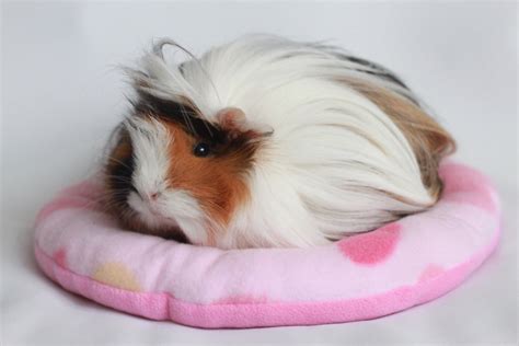 Donuts Bed Guinea Pig Rat Hedgehog Soft Fleece Various Colours Etsy