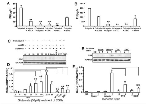 CTC And DMC Inhibit Calpain Activity In Vitro A And B And In Vivo