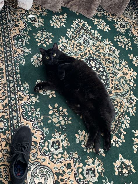 Chonk seal or chonk cat? Please help settle this debate : r/Chonkers