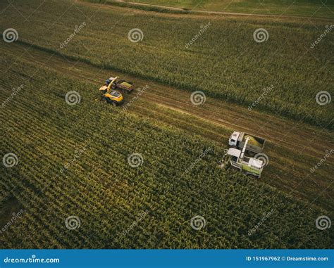 Machines Harvesting Corn In The Field Aerial Drone Shot Editorial