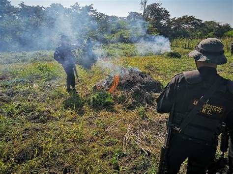 Policía Nacional Civil de Guatemala PNC erradica y destruye 8 mil 667