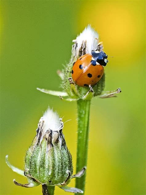 Coccinella Scarafaggio Insetto Foto Gratis Su Pixabay Pixabay