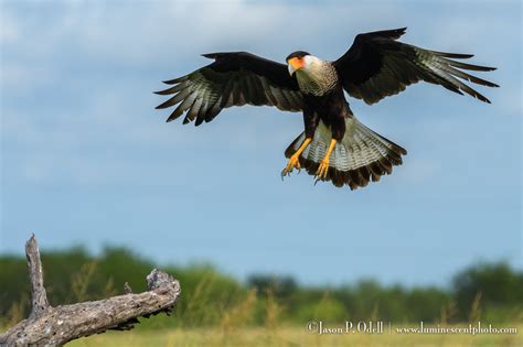 The Ultimate Nikon Birding Kit Jason P Odell Photography