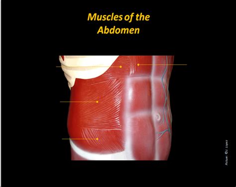 Abdomen Diagram Quizlet