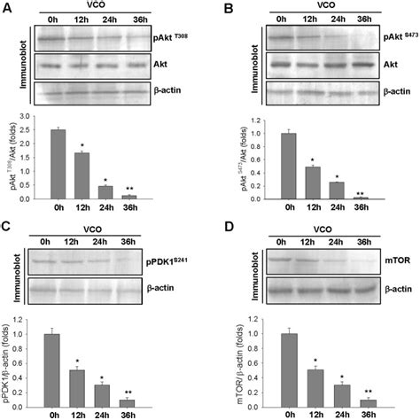 A B Immunoblot Analysis Of Akt Phosphorylation At Thr308 A And Download Scientific Diagram