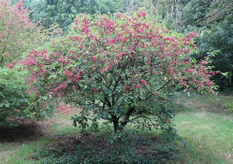 Euonymus Phellomanus Trees And Shrubs Online