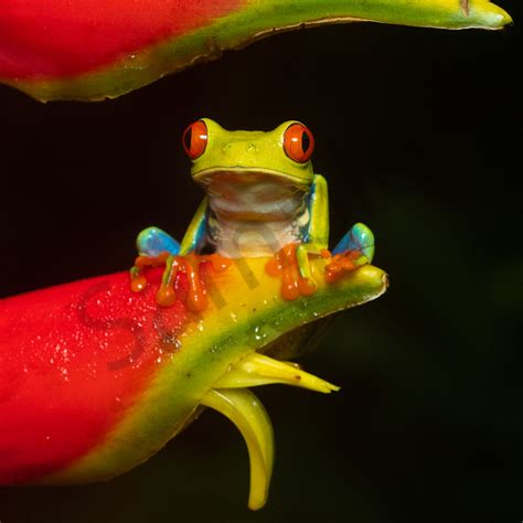 Red Eyed Tree Frog 3 Photography Art John Martell Photography