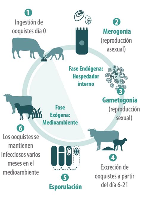 Coccidiosis En Rumiantes Una Infecci N Inevitable Vacuna La Vaca