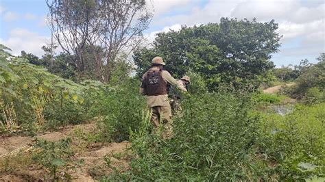 Mais De P S De Maconha S O Encontrados Em Ilha Do Rio S O Francisco