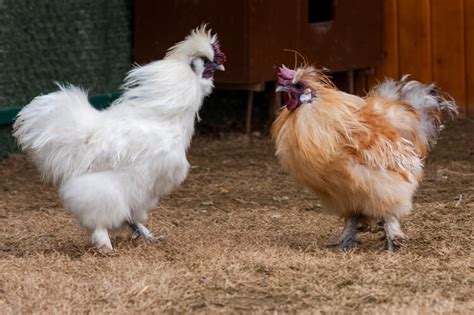 The 9 Rarest Chicken Breeds In The World | Chickens And More