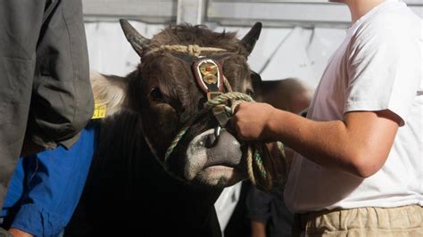 B Ser Stier Dreht Am Muni Casting Fast Durch Zentralplus