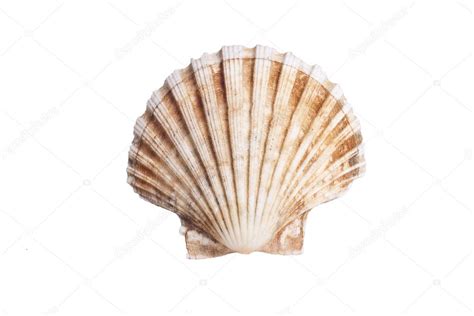 closeup photo  scallop shell stock photo  iraterekh