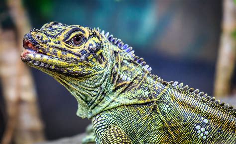 Sailfin Lizard By Peter Craig 500px