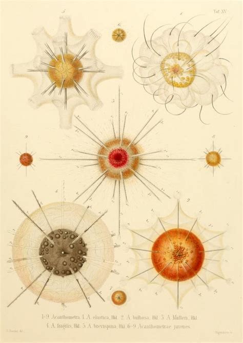 Ernst Haeckel - Ecology Prime