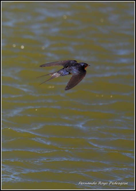 Hirundo Rustica Macho Adulto Fernando Royo Pedragosa Flickr