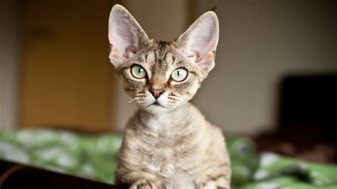 Top 5 Hypoallergenic Cat Breeds Purina