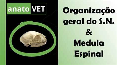 [anato Vet] Organização Geral Do Sistema Nervoso E Medula Espinal Youtube