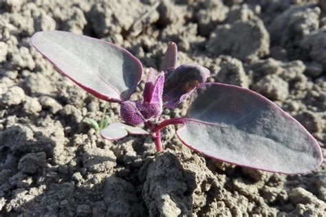 Orach: growing, care & uses - Plantura