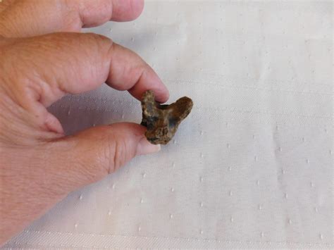 Turtle Vertebra Fossil Fossils Artifacts For Sale Paleo Enterprises