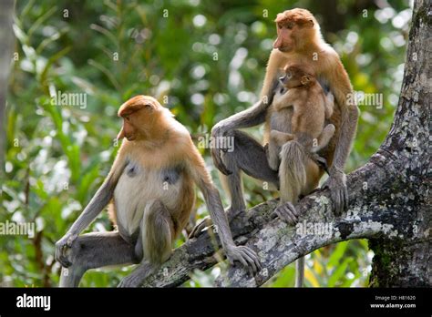 Proboscis Monkey Nasalis Larvatus Females And Two Month Old Baby