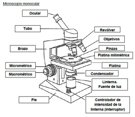 Microscopio Dibujo Con Sus Partes Dibujo Microscopio Con Partes Pdf Images