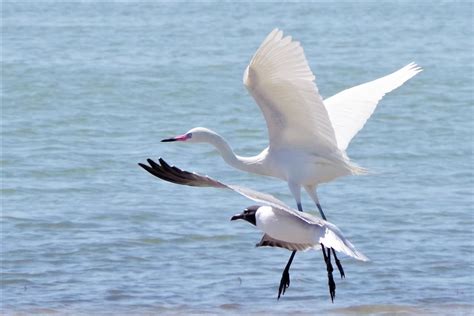 Birds of Padre Island - Van Delicious