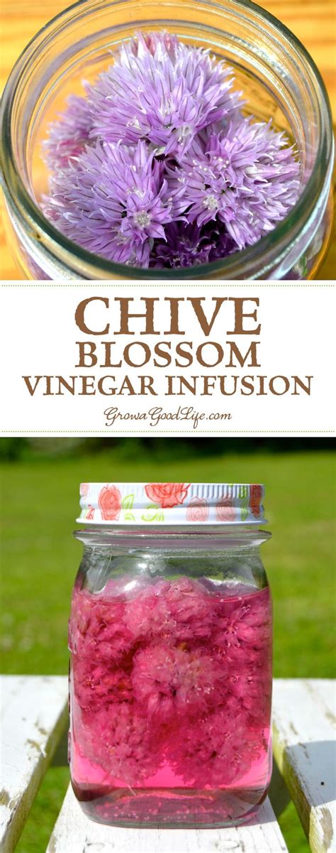 Make Your Own Chive Blossom Vinegar See How Easy It Is To Infuse