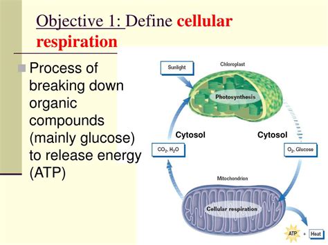 Ppt Chapter 7 Cellular Respiration Powerpoint Presentation Free