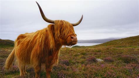 Scottish Highland Cattle Standing On Field Against Sky Highlands Of