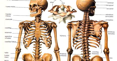 El Cuerpo Humano Sistema Oseo