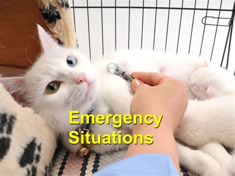 Veterinary Emergency Situations Emergency Animal Care Braselton