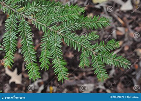 Tree Identification. Leaf. Eastern Hemlock. Tsuga Canadensis Stock ...