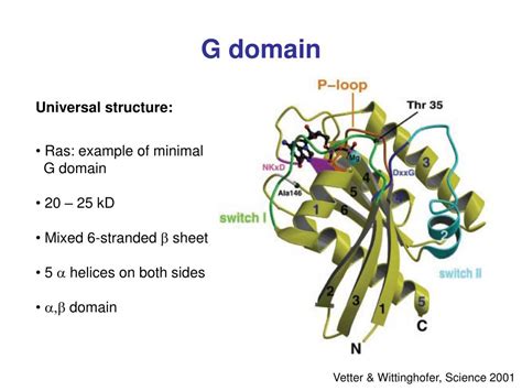 PPT - G Proteins Part 1 PowerPoint Presentation, free download - ID:3307097