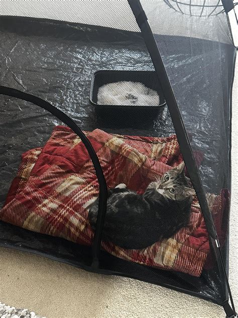 For The Love Of Pets—New Castle/Henry County, Indiana Lost & Found Pets