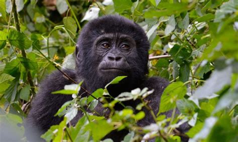 Days Uganda Rwanda Primates Safari Gorillas Golden Monkeys